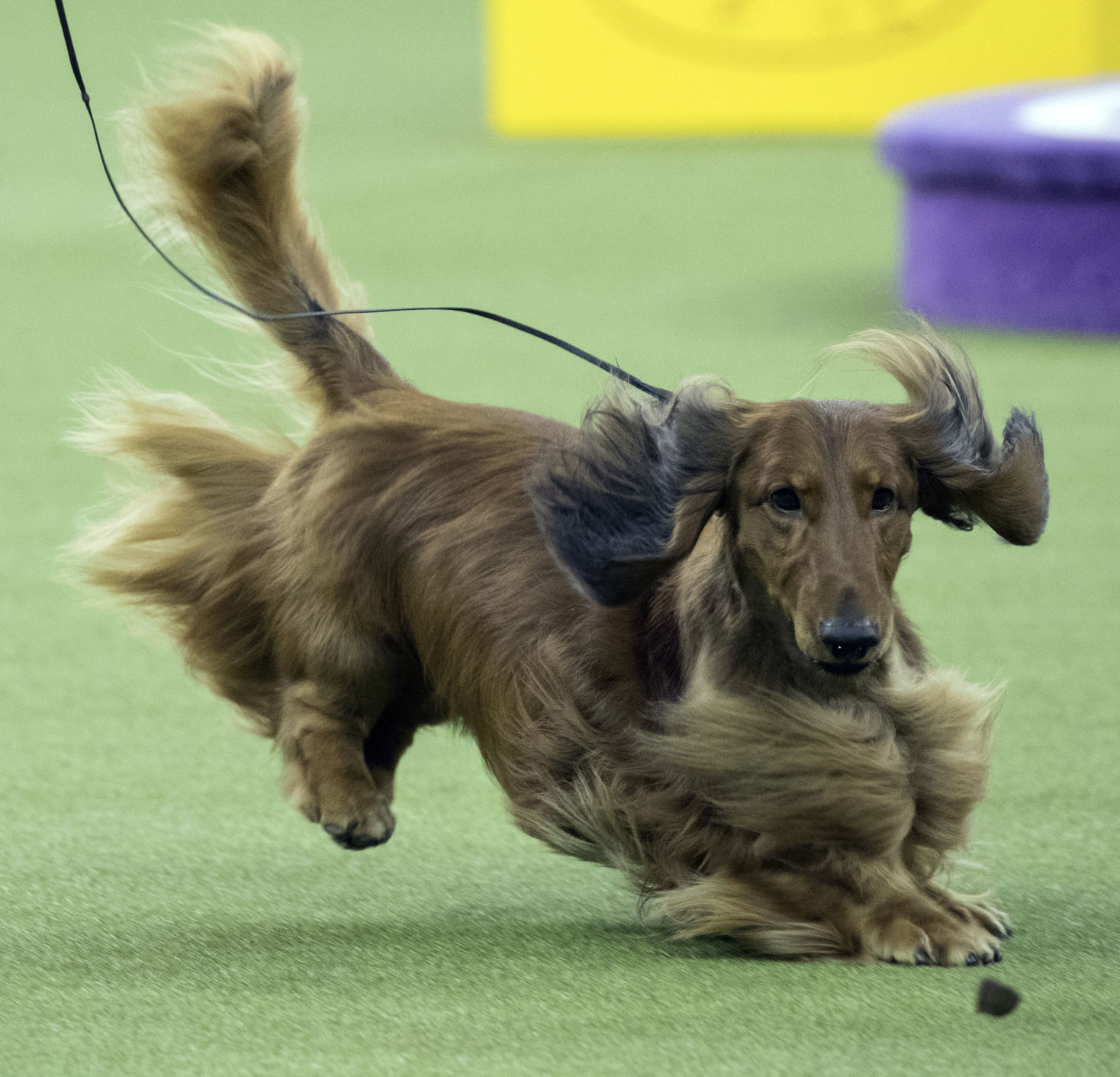 13. Dachshund